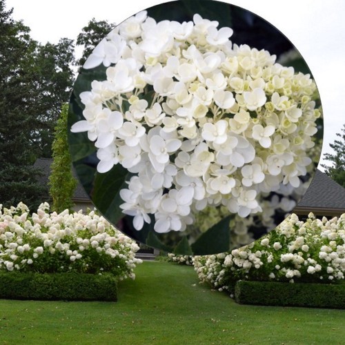 Hydrangea paniculata 'Bombshell' - Aedhortensia 'Bombshell' C5/5L
